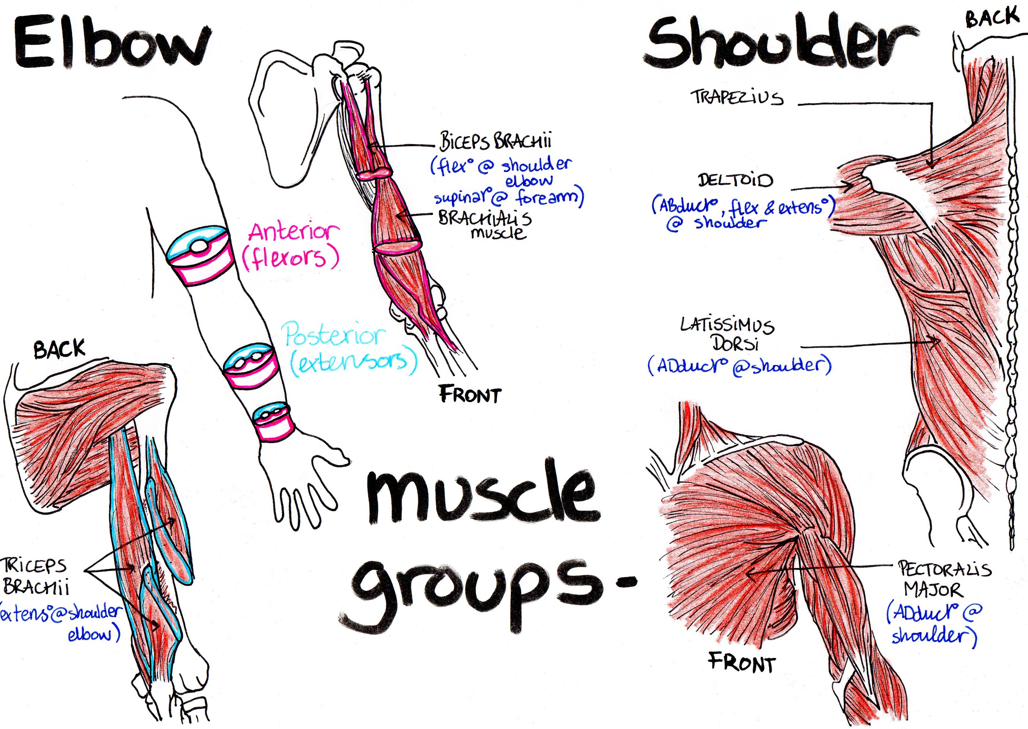 Shoulder Muscle Group 93