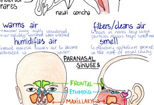 Medical Biology illustrated notes | DRAW – UNDERSTAND – REMEMBER